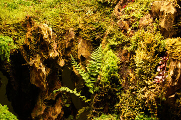 Green plants Ludwigia repens and rotala in the botanical garden.   