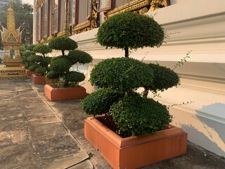 bonsai bending tree style growth on Thai Temple, Wat U-Thai Bangkok Thailand