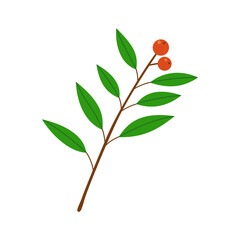 Winter red berries branch with leaves isolated on white background.