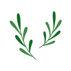 Green leaves branches isolated on white background.