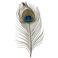 Fototapeta premium Prompt: A vibrant peacock feather isolated on a white background. The image highlights the intricate patterns and iridescent colors of the feather.