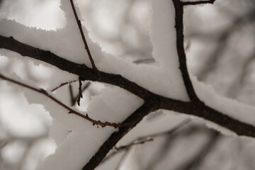 A tree branch in the snow. Winter in nature.