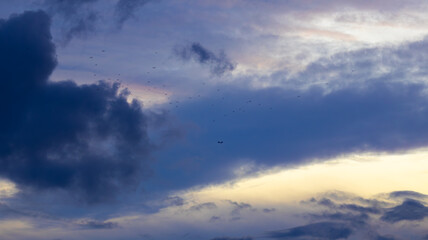 Obraz premium Birds Against a Dramatic Sky