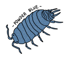 Powder blue isopod illustration, Porcellionides pruinosus isopod illustration