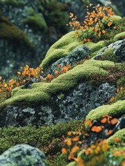 Fototapeta premium Alpine Mossy Rock and Wildflowers Scenic Landscape