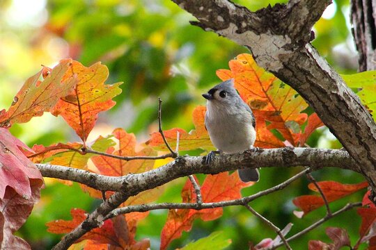 robin on a branch