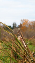 Swan Lake in Victoria, BC, Canada