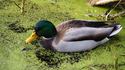Swan Lake in Victoria, BC, Canada