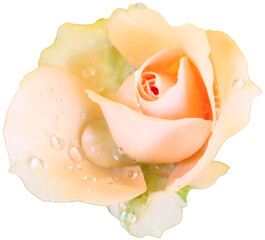 Orange rose with raindrops mixed uniquely on white background. Flowers of love given to each other on Valentine's Day, the day of love and happiness.