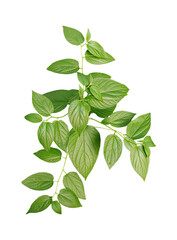 Obraz premium green leaves isolated, green plant on a png background, green leaves frame, green leaves frame on a png background, green leaves on a branch, png image, 
