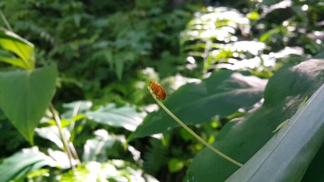 Pumpkin beetles, belonging to the genus Aulacophora, are leaf beetles that can be pests of cucurbit crops like pumpkins, melons, and zucchini, with the larvae feeding on roots and adults on leaves. 