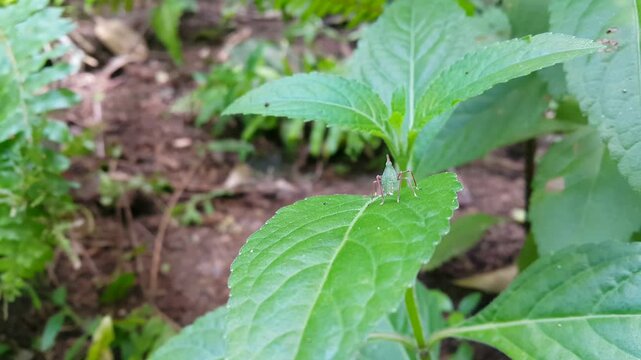 Chinese grasshopper baby on leaf (Shoryobatta, Acrida cinerea, the Oriental longheaded, locust.). Perfect for a documentary on tropical rainforests and World Environment Day on June 5th.
