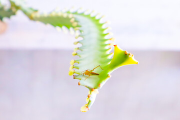 A minimalist white background image of an insect sitting on a cactus is a simple but beautiful and natural image.