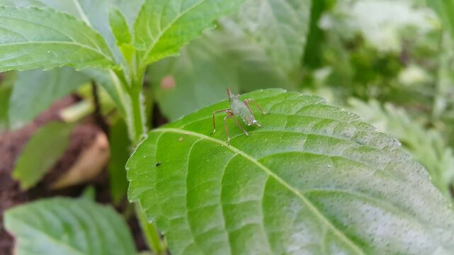 Aesthetic footage of a small Acrida cinerea (Chinese grasshopper) resting on a plant leaf. 4K footage shot in a tropical rainforest. Shoryobatta, sometimes called the Oriental longheaded, grasshopper