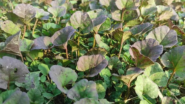 Shield dock leaves - Latin name - Rumex scutatus