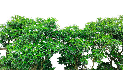 green grass on the wall, a tree with green leaves and white flower bush on a transparent background, tree bush frame , a tree with green leaves and flowers on it