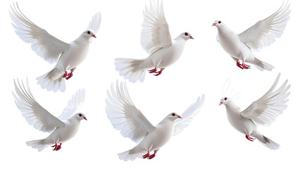 Fototapeta premium Flying Wedding Doves Set Against a Transparent Background Generative AI