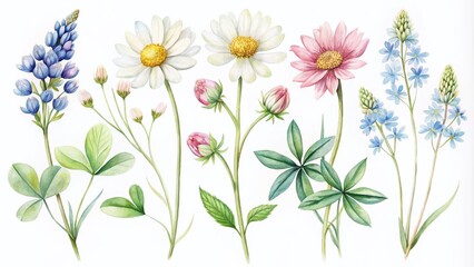 Elegant Minimalist Floral Watercolor Set of Wildflowers Featuring Clover, Bluebonnet, and Chamomile for Natural Home Decor and Botanical Art Prints