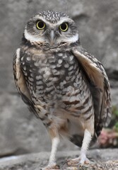 The burrowing owl (Athene cunicularia) is a small, long-legged owl found throughout North and South America