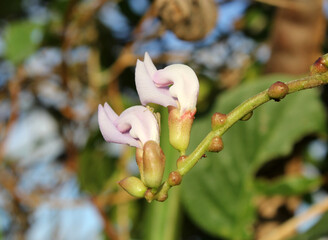 Two pink flower buds on a Canavalia vine plant in a garden