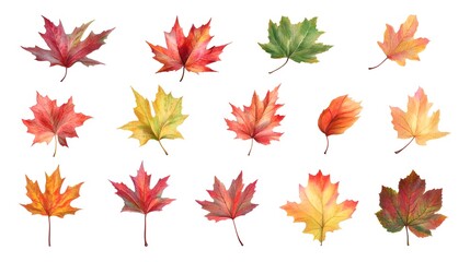 maple leaves, colored maple leaves, leaves