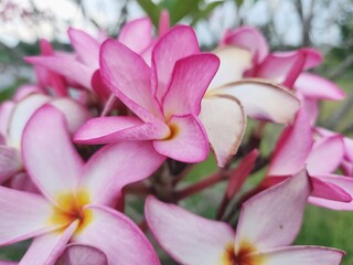 White and pink frangipani flower