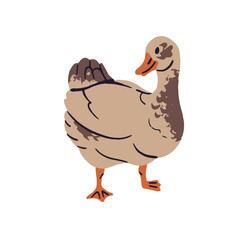 Domestic duck walks on ranch barnyard. Country bird, poultry strolls outdoors. Rural fowl, feathered farm animal, countryside livestock. Flat isolated vector illustration on white background