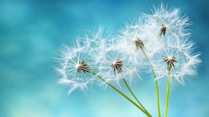 Obraz premium Closeup of a dandelion seedhead, witness the delicate beauty of nature's fluffy seeds