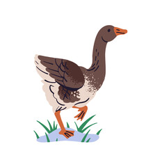 Country goose with long neck walks on lawn, grass. Ranch bird, poultry is outdoors. Feathered farm animal, fowl, livestock strolls on barnyard. Flat isolated vector illustration on white background