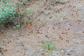 A brown chameleon is walking on a pine tree leaf surface.