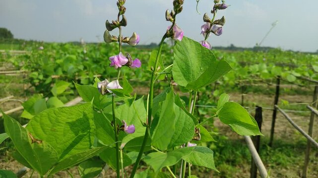 A Tapestry of Pink: Hyacinth Bean in Bloom
