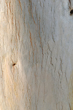 Eucalyptus tree bark texture, Bark of eucalyptus tree, seamless texture, a eucalyptus tree bark texture background image