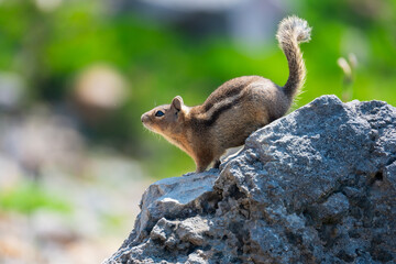 Small Chipmunk on the Rock Protrait