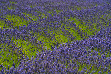 Lavender farm Seattle Washington State Purple