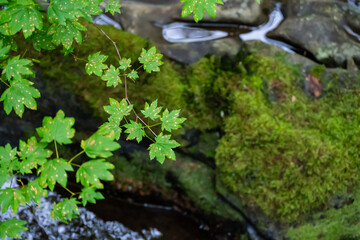 Green leaves branch on the creek mountain