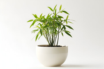 Exploring the unique features of guanyin bamboo and its companion small trees for indoor gardens