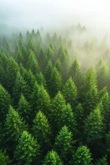 Obraz premium Aerial View of Lush Green Pine Forest with Morning Fog Creating a Serene and Mystical Atmosphere in a Tranquil Natural Landscape