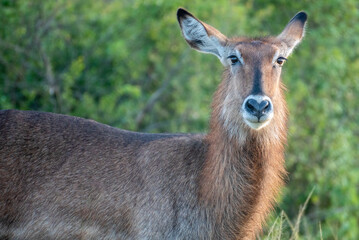 Common waterbuck with impressive horns Queen Elizabeth Park, Uganda