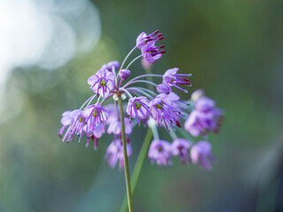 愛らしいラッキョウの花