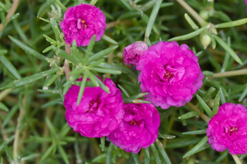 Portulaca grandiflora or moss rose purslane flower closeup, Closeup red moss rose purslane (portulaca grandiflora) flowers in garden tropical, delicate dreamy of beauty of nature with green leaves