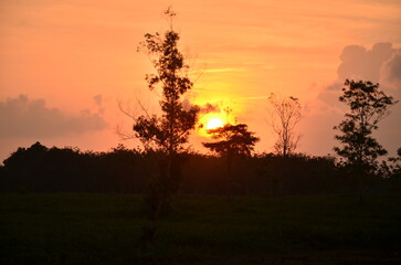  “Sunset over a field in Lampung with a golden sky, capturing the serene and picturesque evening landscape.”