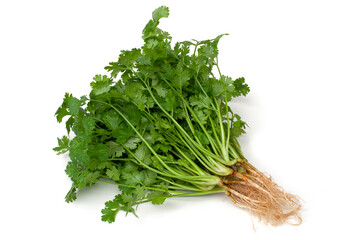 Coriandrum sativum with roots isolated on white background.Vegetable Spices.
