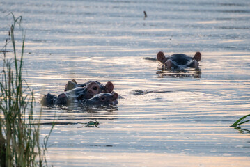A group of hippos swimming, Queen Elizabeth National Park, Uganda