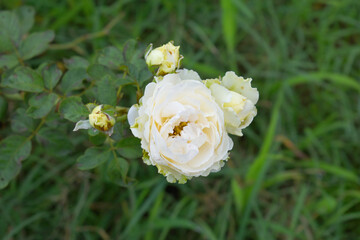Beautiful White rose flower closeup in garden, A very beautiful rose flower bloomed on the rose tree, Rose flower, bloom flowers, Natural spring flower,  Nature