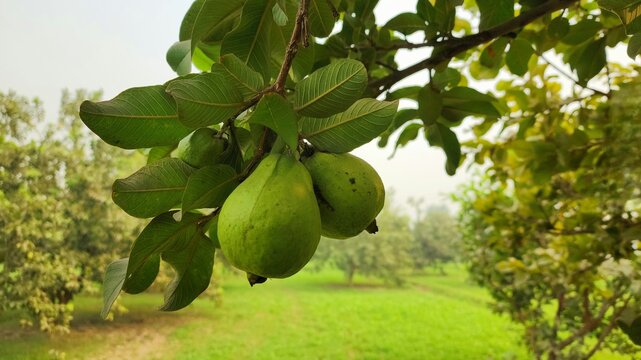 Guava on tree, guava fruit on tree, amrood.