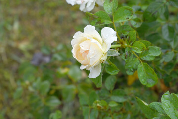 Beautiful White rose flower closeup in garden, A very beautiful rose flower bloomed on the rose tree, Rose flower, bloom flowers, Natural spring flower,  Nature