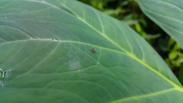Aesthetic 4k footage, Jade Jumping Spider on taro leaf. Perfect for documentary in tropical rainforest and World Environment Day on June 5th. Cosmophasis, Cosmophasis micarioides, Orsima ichneumon