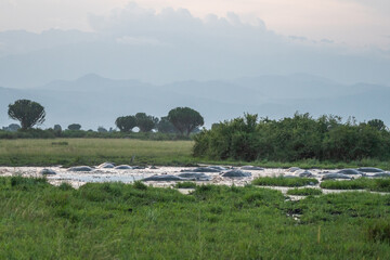 A group of hippos swimming, Queen Elizabeth National Park, Uganda