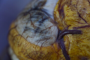 Balut eggs in Vietnam