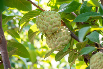 Custard apple tropical exotic fruit. Sugar Apple, Annona, sweetsop. growing on a branch tree